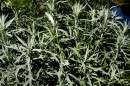 Steppenbeifuss - Artemisia ludoviciana * 1122 x 745 * (422KB)